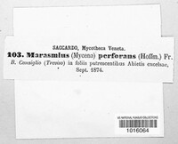 Paragymnopus perforans image